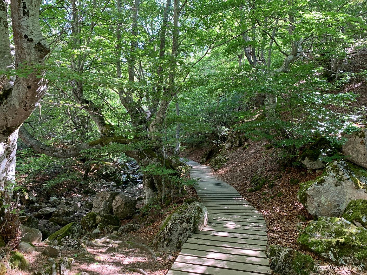 Faedo de Ciñera de Gordón, a fairytale beech forest near León