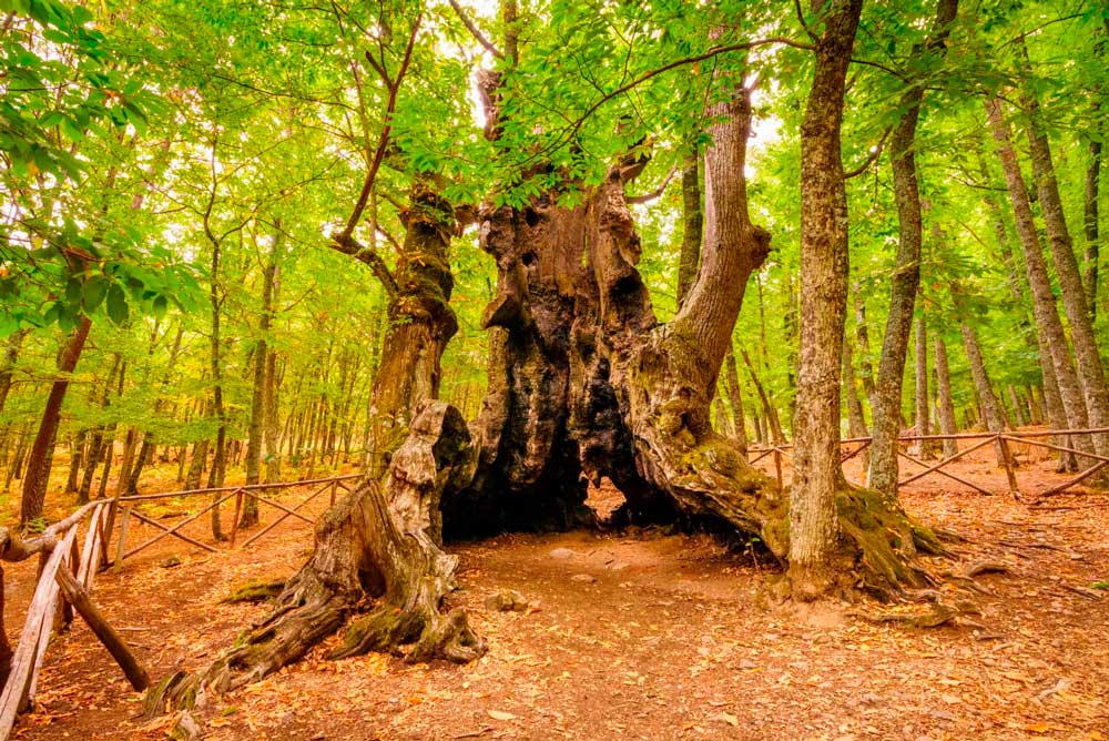 The Castañar del Tiemblo, a centuries-old chestnut forest with specimens over 500 years old