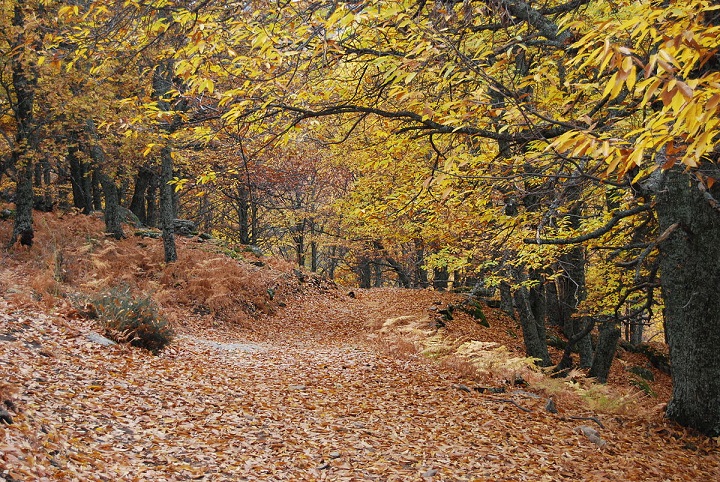 The Castañar del Tiemblo, a centuries-old chestnut forest with specimens over 500 years old