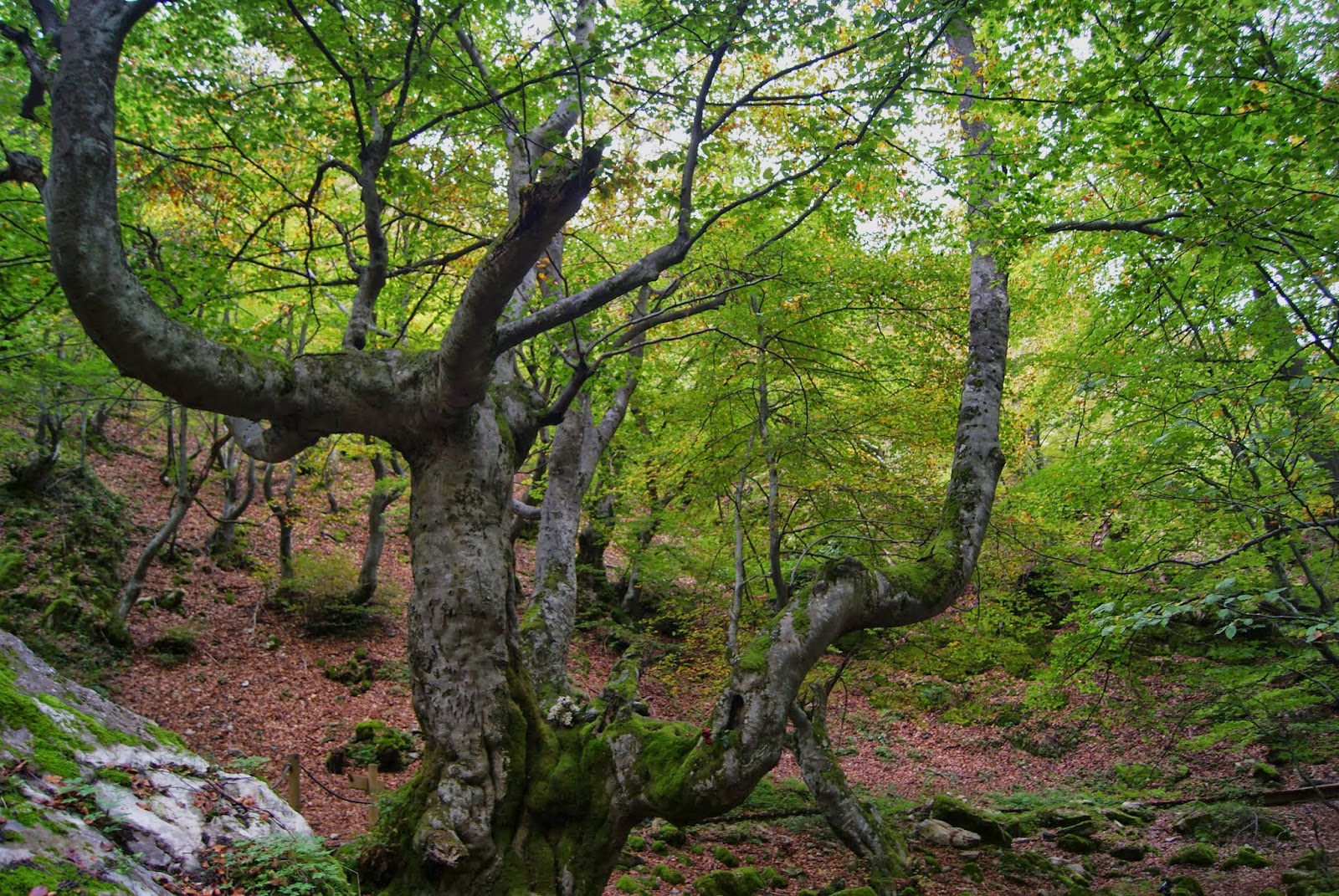 Faedo de Ciñera de Gordón, a fairytale beech forest near León