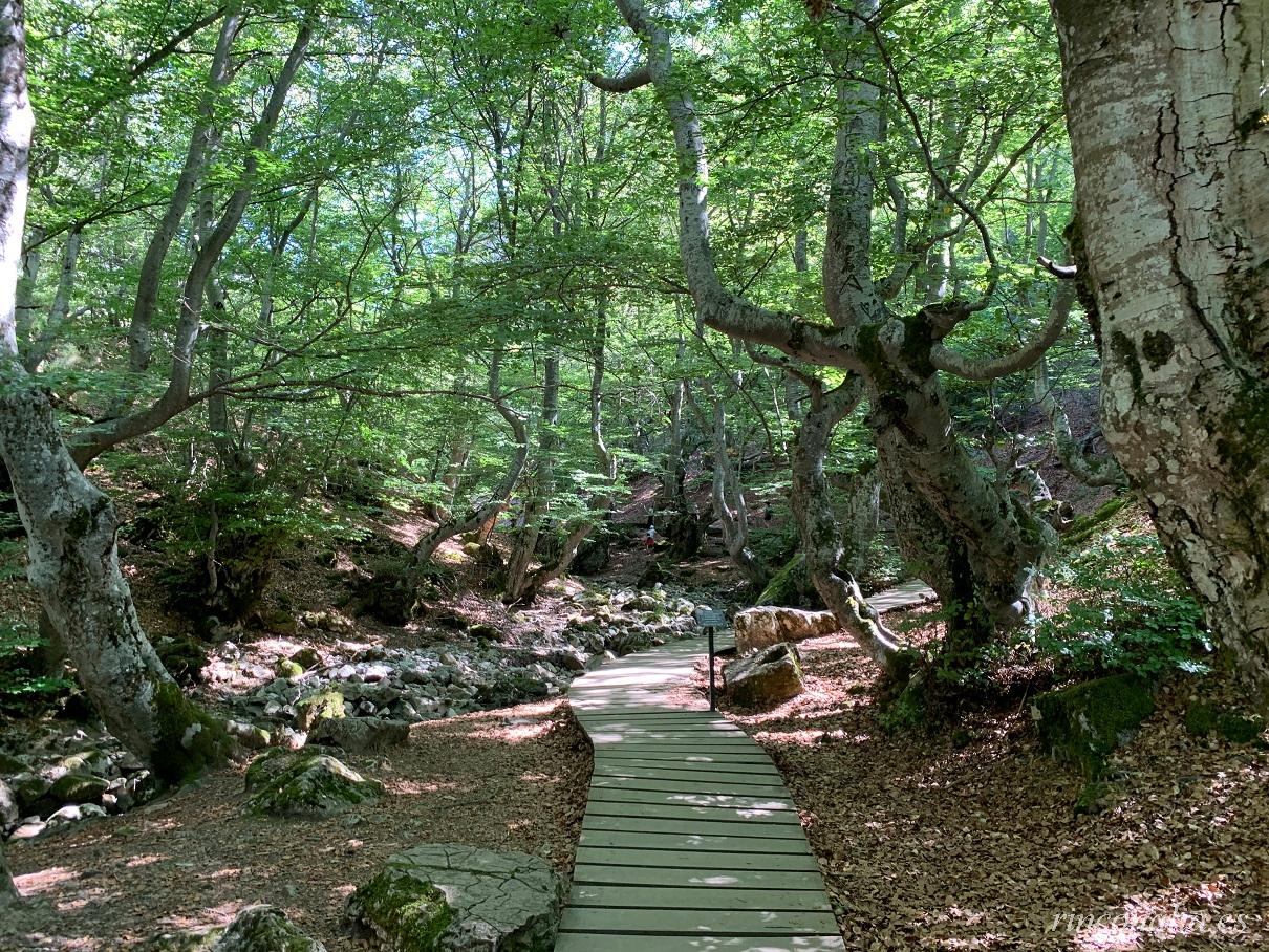Faedo de Ciñera de Gordón, a fairytale beech forest near León