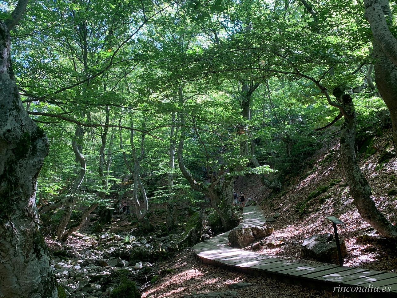 Faedo de Ciñera de Gordón, a fairytale beech forest near León