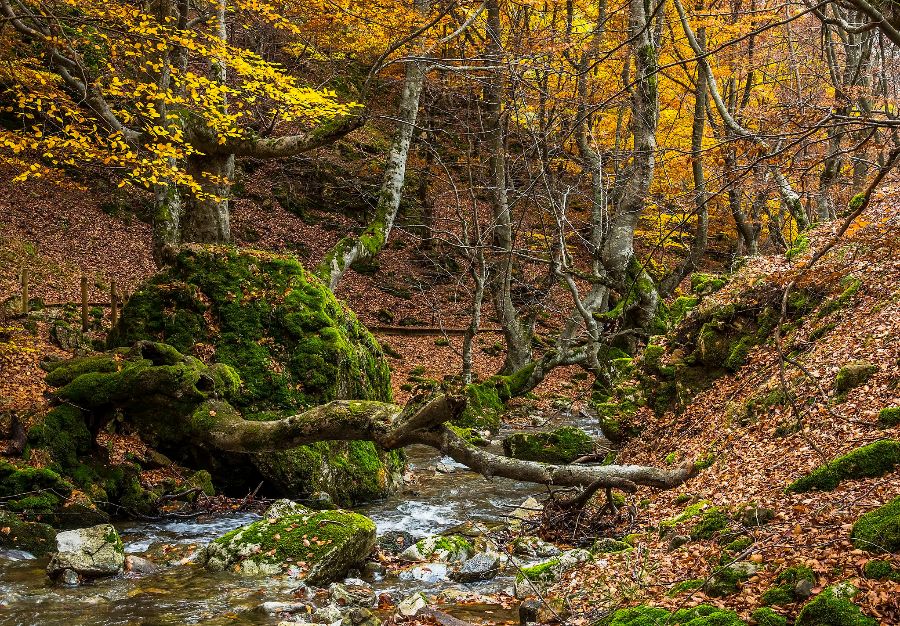 Faedo de Ciñera de Gordón, a fairytale beech forest near León
