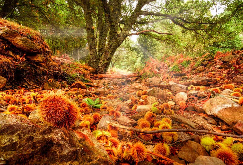 The Castañar del Tiemblo, a centuries-old chestnut forest with specimens over 500 years old